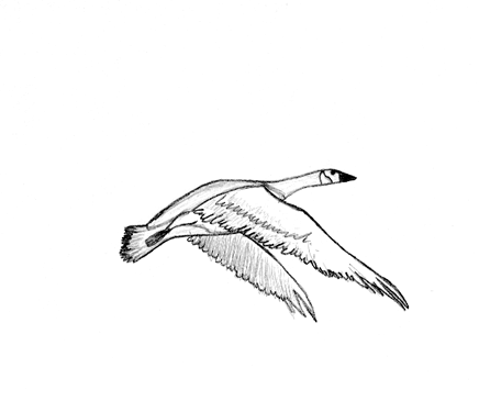 可爱的 梦想 摄影 大一新生 动物 黑色和白色 动物 拍摄 天使 小鸟 飞