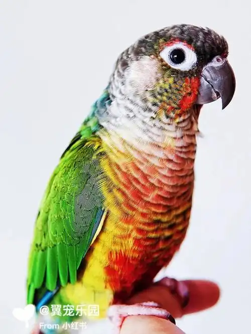 黄边小太阳鹦鹉