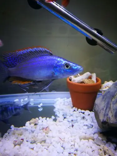 今天收一蓝马面! - 三湖慈鲷玩家 - 龙巅三湖慈鲷