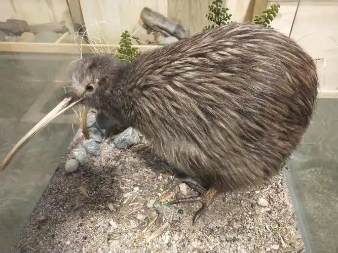 新西兰的国鸟kiwi鸟