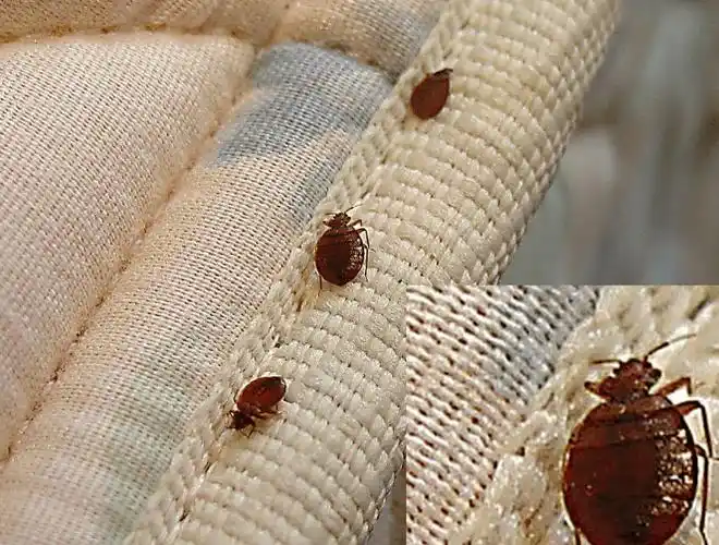 澳女睡醒后浑身被咬伤!结果床上长满虱子?专家给出办法!