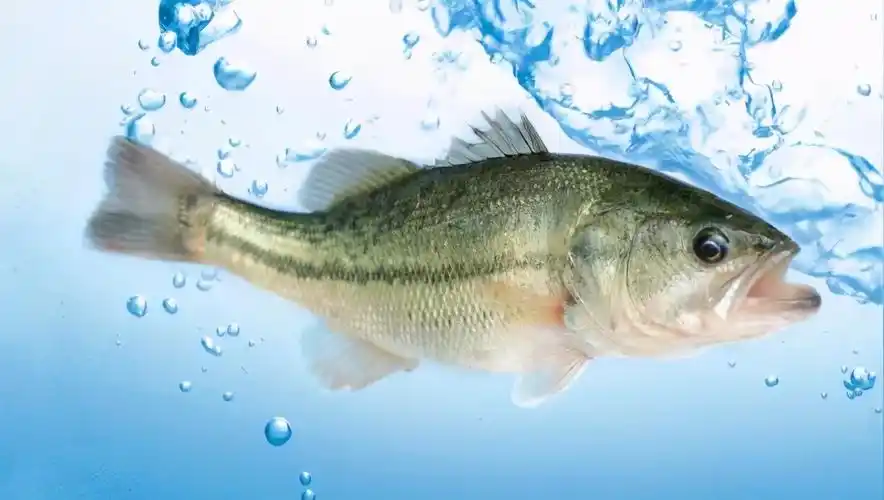 鲈鱼产于哪里 四大之一淡水鲈鱼产地哪里好-诚智百科网