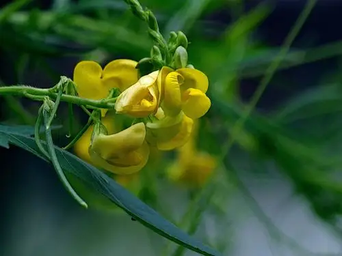 无名小黄花——山绿豆