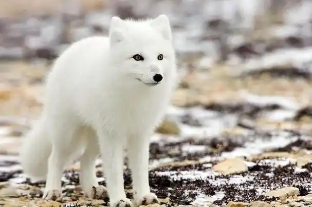 回顾四川男子救下受伤狐狸放归一年竟拦路威胁一举动救下全家