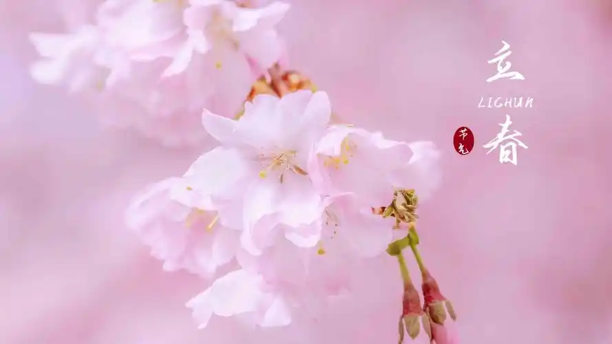 电脑壁纸 节日 节日合集 2021立春节气唯美樱花配图