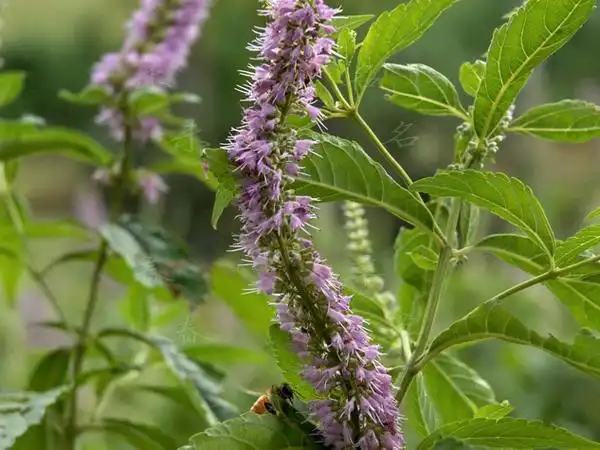 海州香薷的作用较弱.