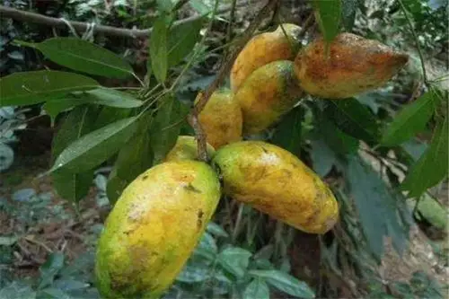 甜蜜蜜的野果(野芒果)