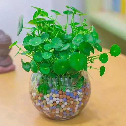 四季水培土培铜钱草盆栽金钱草水培植r物花卉水养套餐送花盆