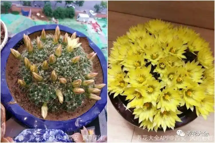 1个仙人球开40朵花,这些品种,你又见过多少?