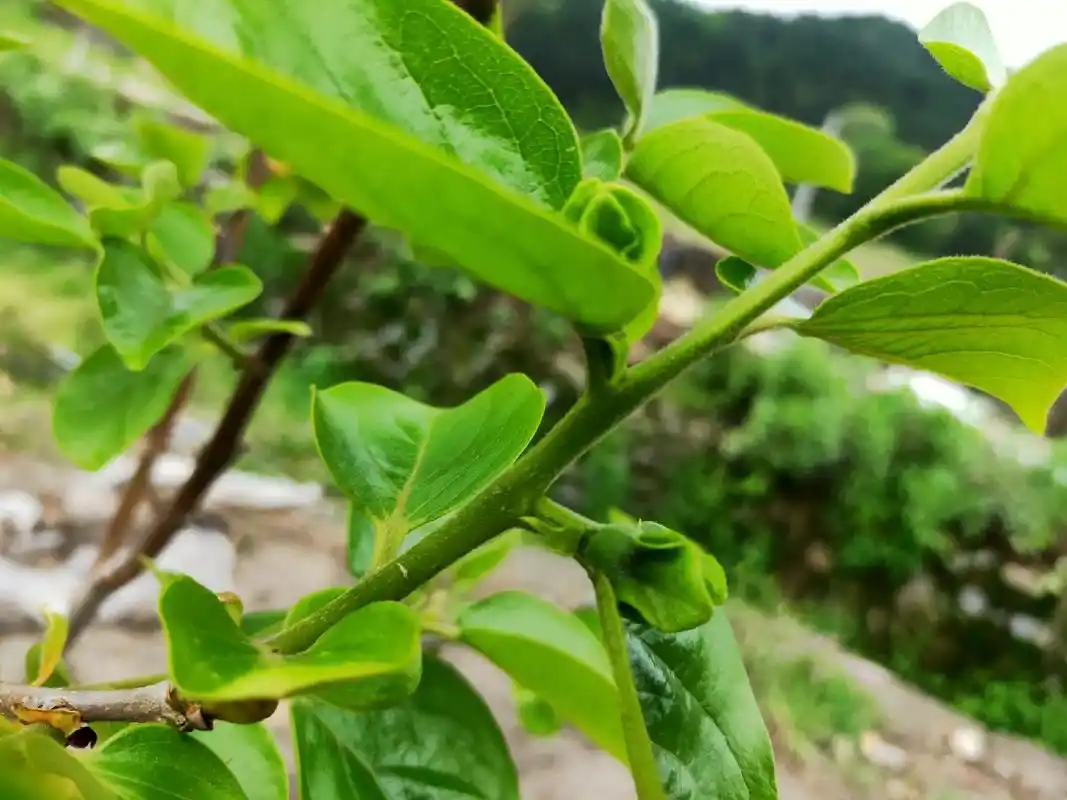 前两天有个小姐姐问我雄花雌花的区别图一图二单朵花瓣下有个小柿子的