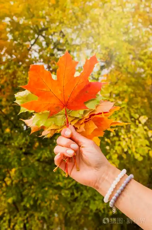 女性手拿着一束秋天色的叶子