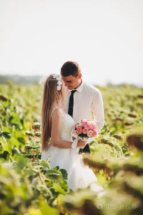 婚礼情侣接吻和构成在字段中的向日葵照片-正版商用图片1mo75p-摄图新