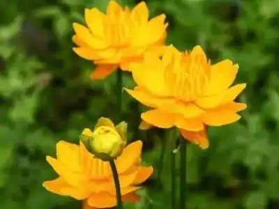 天然檀香金莲花介绍