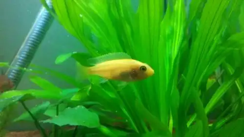 家里鱼缸里养了一条小鱼,全身浅黄色,身长有五厘米,脾气很不好,喜欢