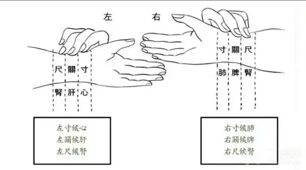 左手寸关尺对应(心 肝 肾)右手寸关尺对应(肺 脾 三焦)通过脉搏性质可