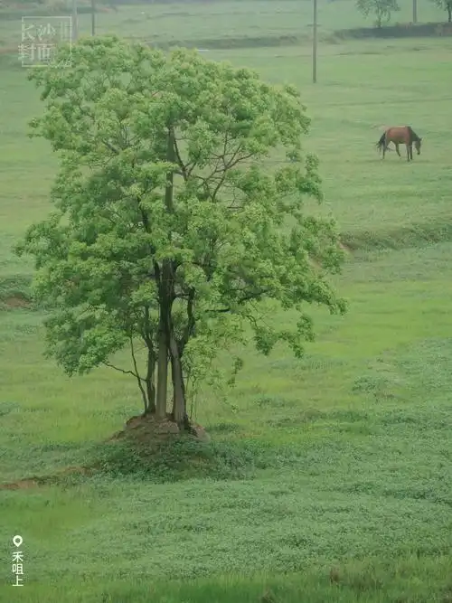 杂草敏08alex08无所事室的晓月08一丁光影08雪迎08三三08