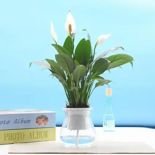 白掌一帆风顺盆栽四季好养常年开花不断观花卉水培花卉