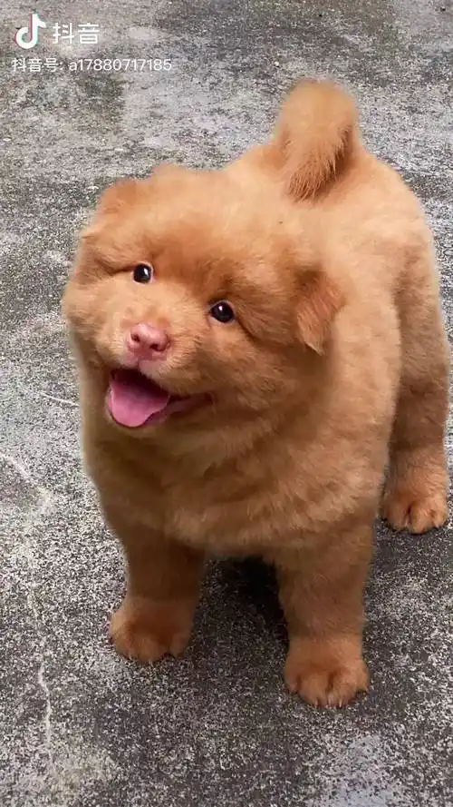 (五红犬)中华田园犬会长残?