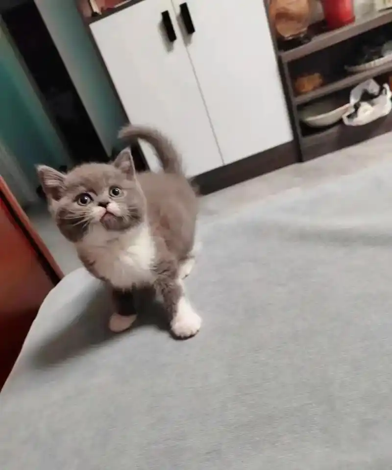 蓝白有偿领养.0605-04【石家庄】自己家英短蓝猫蓝白,4 - 抖音