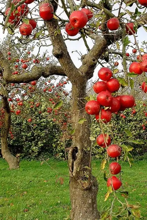 水果园,红苹果,树木,收获 640x1136 iphone 5/5s/5c/se 壁纸,图片