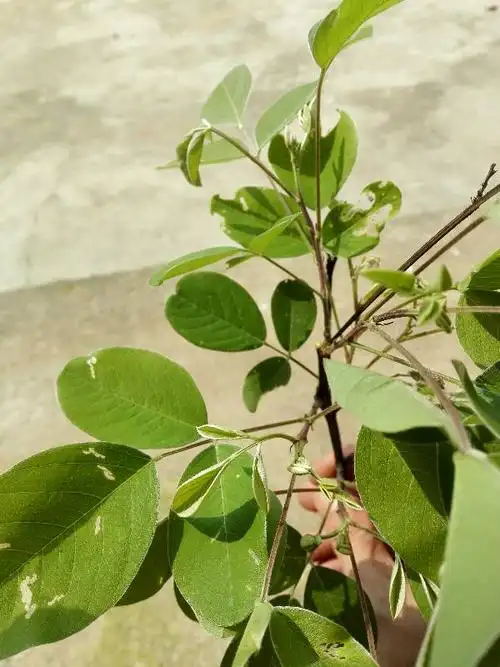 这是什么树,根可以做中药吗?