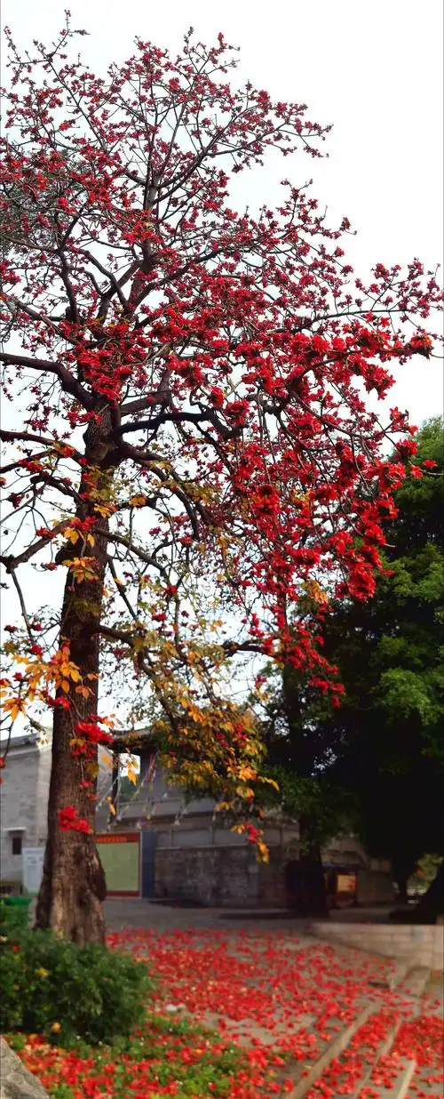 木棉花,英雄花,广州的市花.