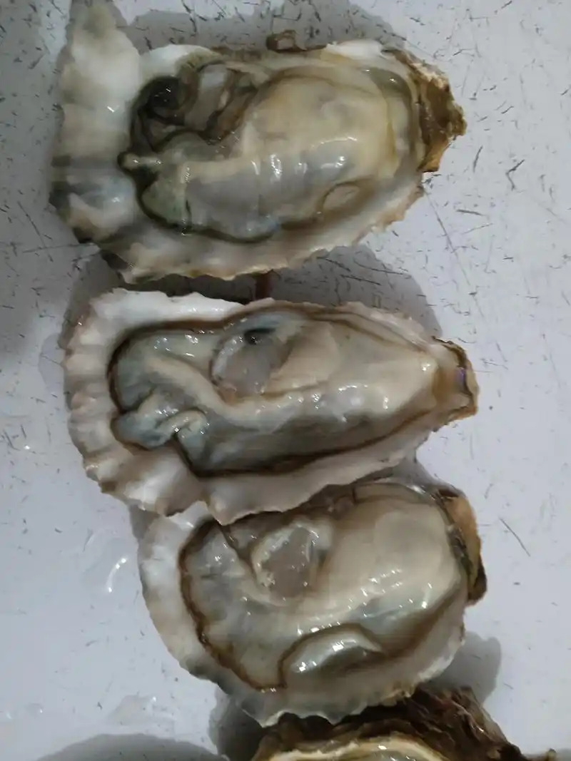 正宗乳山生蚝,小蚝的饱满度,大蚝的你们下单自己看,需要的老板 - 抖音