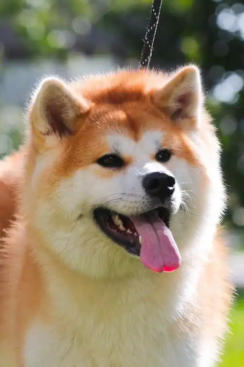 为何养秋田犬的人越来越少(这些养过的人都知道)