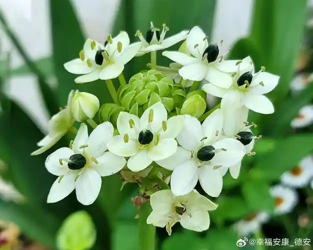 白花虎眼万年青,是百合科虎眼万年青属的多年生盆栽植物.花期4-5月.