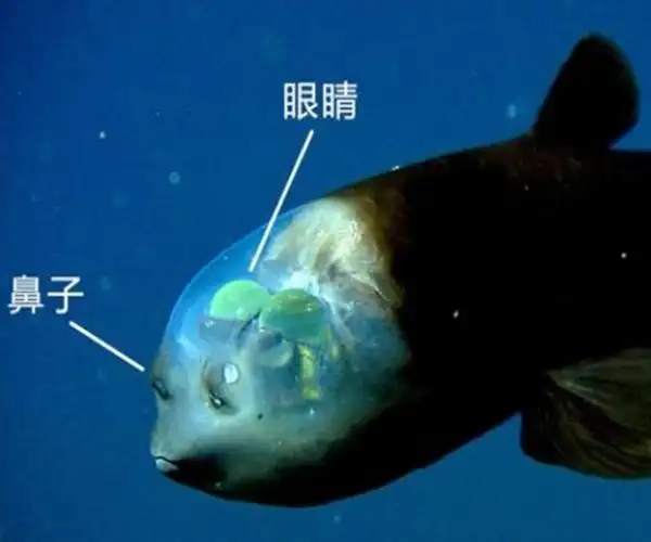 nasa最爱大头飞机sg,能装2台飞机3颗卫星,形似管眼鱼