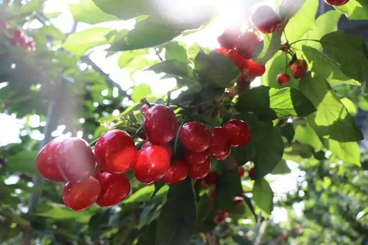 乡愁探寻最美古村落享受桃花源的浅夏时光