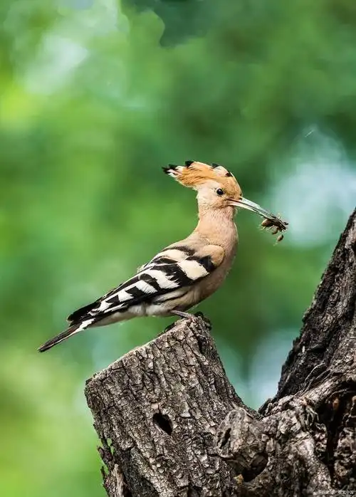 泰州一大爷捡到了以色列的国鸟"戴胜鸟"