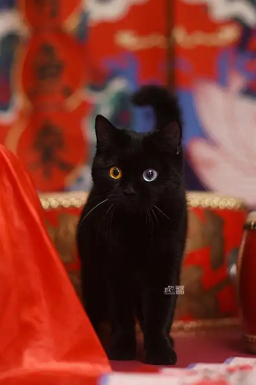 黑猫##异瞳##鸳鸯眼