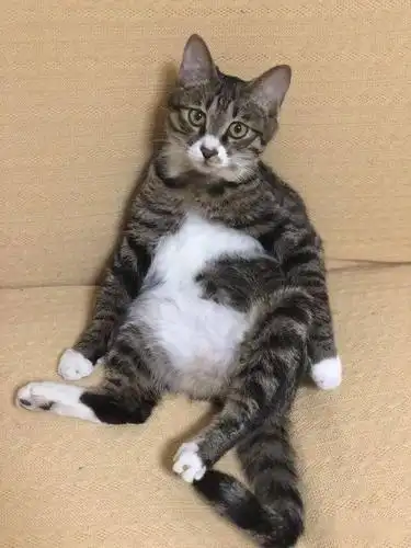 20201112朝阳区管庄1岁公猫