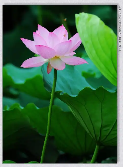 带一支广州的荷花来看兄弟