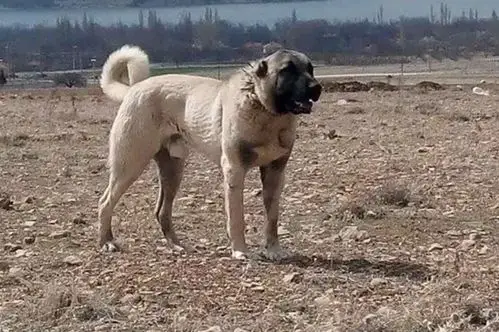 犬有一定的美名,在不久的将来它将以***好的价格带给国内有儿童的家庭