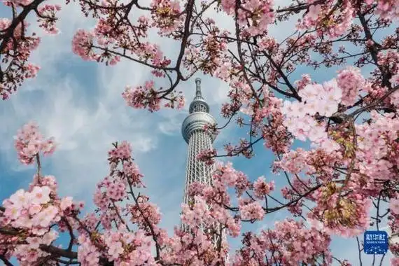 东京春日部大学 日本东京春来樱开(3)