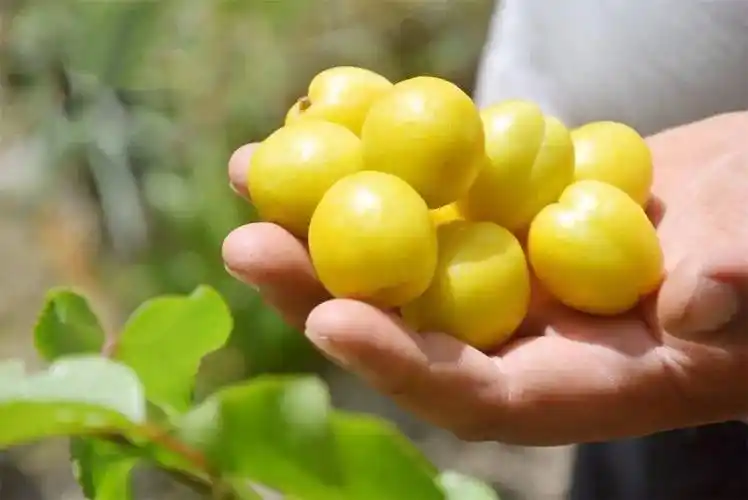 杏子_果肉_水果