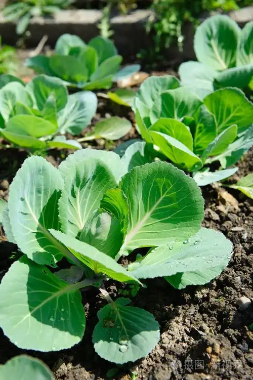 在土壤中的新鲜大白菜