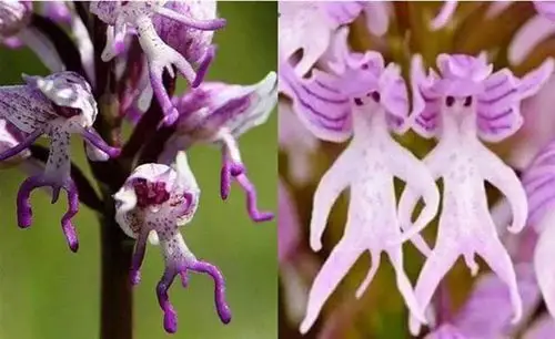 世界之最罕见奇花异草