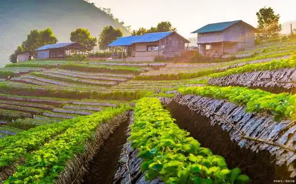 田园生活丨采菊东篱下,悠然见南山