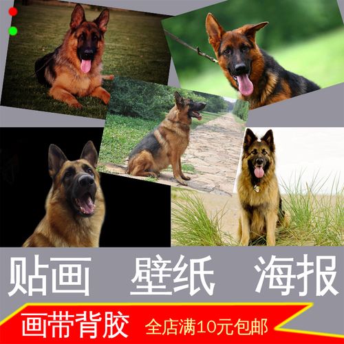 狼狗牧羊犬照片海报德国黑背猛犬大型犬类装饰画墙贴画壁挂画自粘
