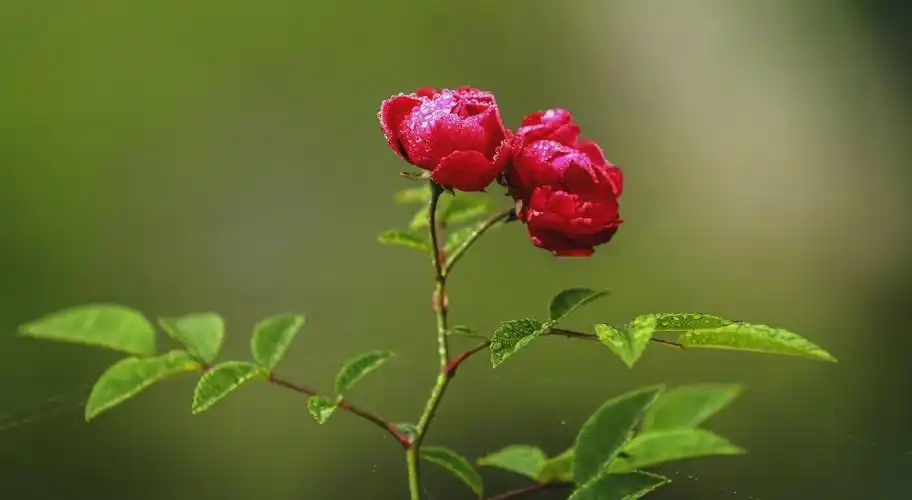 组图雨中玫瑰分外娇