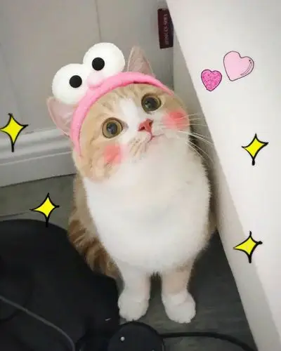 超级可爱的表情包