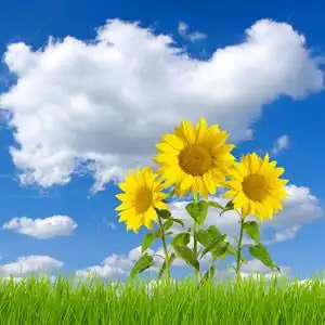 蓝天白云向日葵_好看的微信头像图片_扣扣居