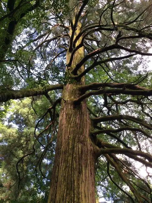 【携程攻略】庐山风景区三宝树适合情侣出游旅游吗,三宝树情侣出游