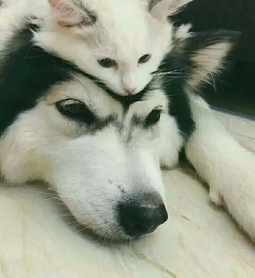 猫猫狗狗沙雕搞怪小动物情头