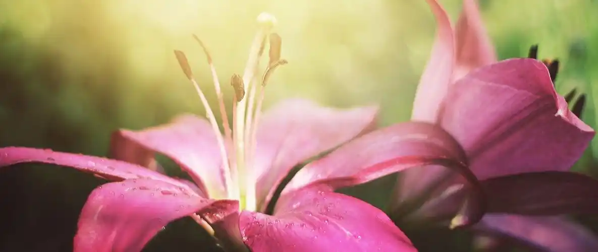 download 2560x1080 lily, flower, pink, petals wallpaper, back