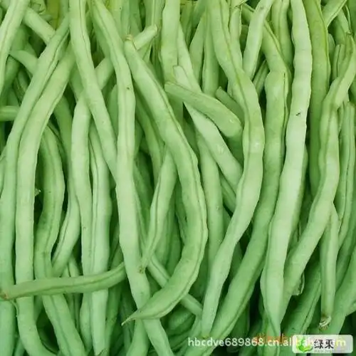 供应新鲜芸豆,欢迎选购.