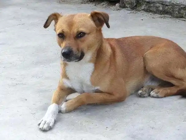 中华田园犬,作为中国的本土犬种,不仅承载了悠久的历史和文化,还具备